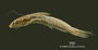Pimelodella itapicuruensis FMNH 57986 holo lat